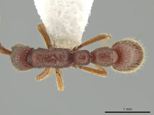 Syscia chiapaneca specimen CASENT0601201 image casent0601201_1