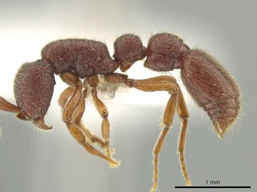 Syscia chiapaneca specimen CASENT0601201 image casent0601201_4