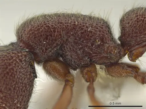 Syscia chiapaneca specimen CASENT0601201 image casent0601201_5