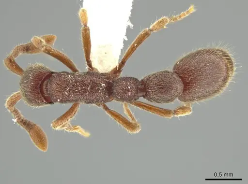 Syscia chiapaneca specimen CASENT0601738 image casent0601738_1