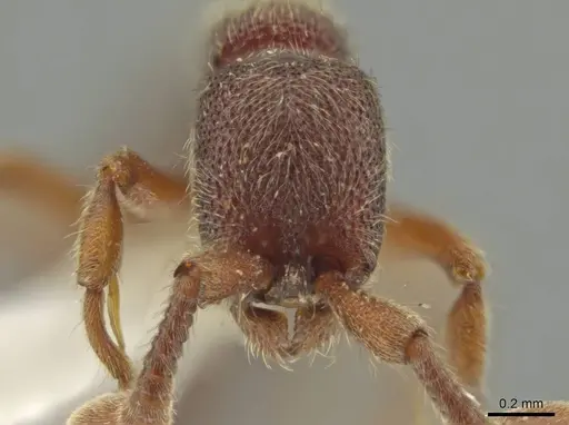 Syscia chiapaneca specimen CASENT0601738 image casent0601738_2