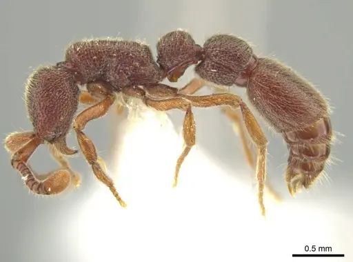 Syscia chiapaneca specimen CASENT0601738 image casent0601738_3
