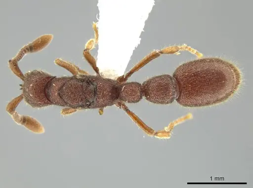 Syscia chiapaneca specimen CASENT0601746 image casent0601746_1