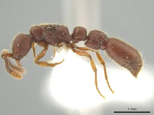 Syscia chiapaneca specimen CASENT0601746 image casent0601746_3