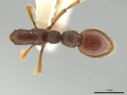 Syscia disjuncta specimen CASENT0640943 image casent0640943_1