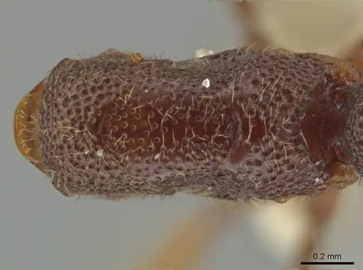 Syscia disjuncta specimen CASENT0640943 image casent0640943_2
