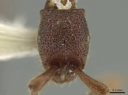 Syscia disjuncta specimen CASENT0640943 image casent0640943_3