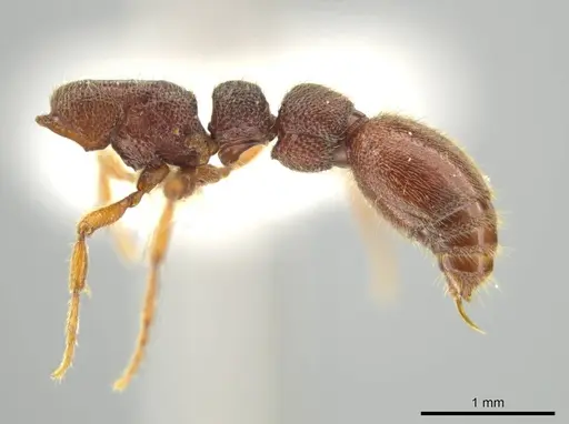 Syscia disjuncta specimen CASENT0640943 image casent0640943_4