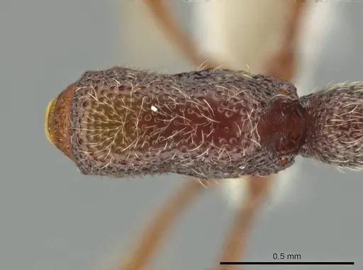 Syscia disjuncta specimen CASENT0644247 image casent0644247_1