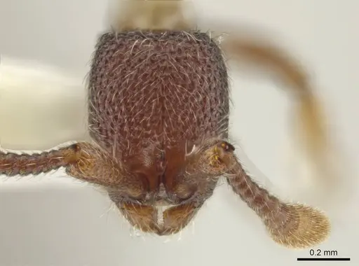 Syscia disjuncta specimen CASENT0644247 image casent0644247_2
