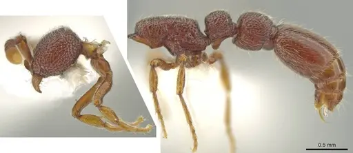 Syscia disjuncta specimen CASENT0644247 image casent0644247_3