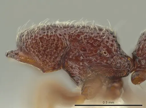Syscia disjuncta specimen CASENT0644247 image casent0644247_4