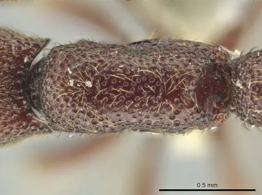 Syscia disjuncta specimen CASENT0644394 image casent0644394_1