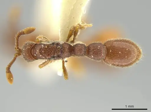 Syscia disjuncta specimen CASENT0644503 image casent0644503_1