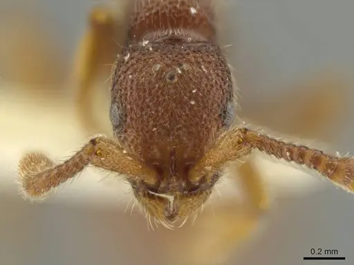 Syscia disjuncta specimen CASENT0644503 image casent0644503_2