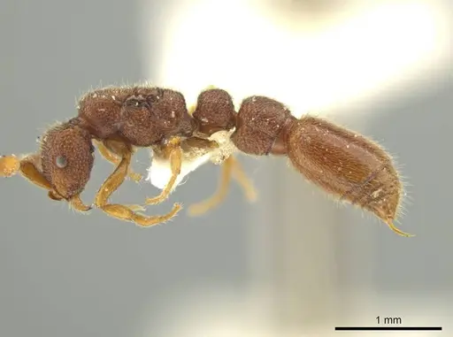 Syscia disjuncta specimen CASENT0644503 image casent0644503_3