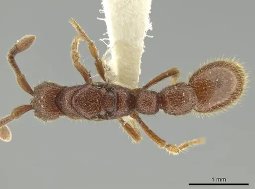 Syscia disjuncta specimen CASENT0644528 image casent0644528_1