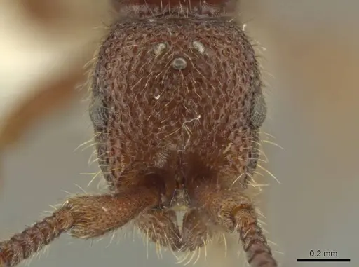 Syscia disjuncta specimen CASENT0644528 image casent0644528_2