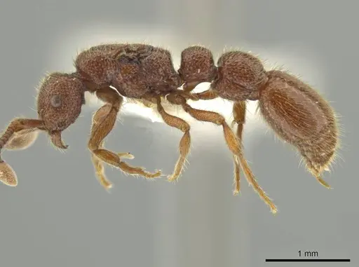 Syscia disjuncta specimen CASENT0644528 image casent0644528_3
