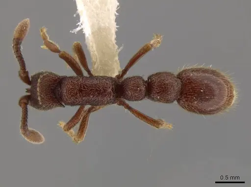 Syscia disjuncta specimen INBIOCRI001281325 image inbiocri001281325_1