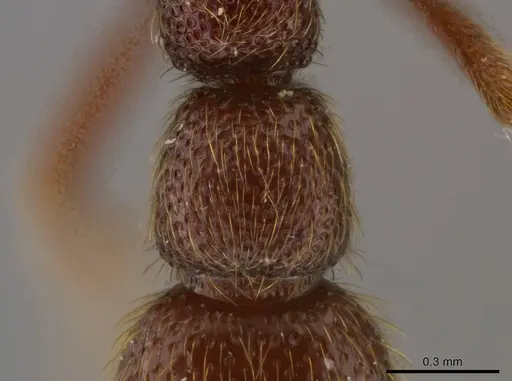 Syscia disjuncta specimen INBIOCRI001281325 image inbiocri001281325_2