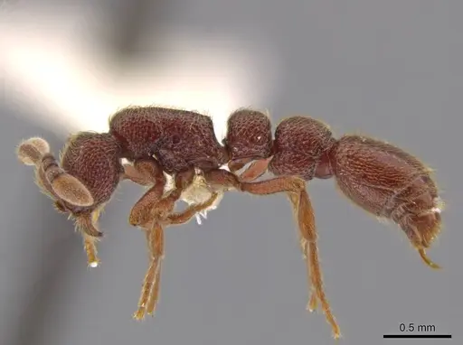Syscia disjuncta specimen INBIOCRI001281325 image inbiocri001281325_4