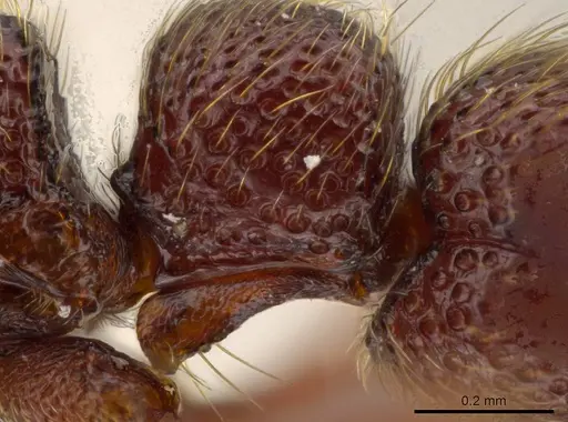 Syscia disjuncta specimen INBIOCRI001281325 image inbiocri001281325_5