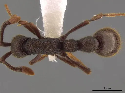 Syscia grandis specimen CASENT0612907 image casent0612907_1
