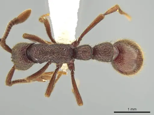 Syscia grandis specimen CASENT0644380 image casent0644380_1