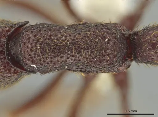 Syscia grandis specimen CASENT0644380 image casent0644380_2