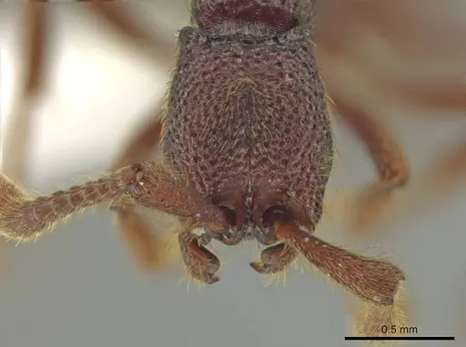Syscia grandis specimen CASENT0644380 image casent0644380_3