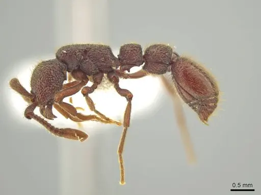 Syscia grandis specimen CASENT0644380 image casent0644380_4