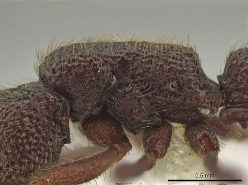 Syscia grandis specimen CASENT0644380 image casent0644380_5