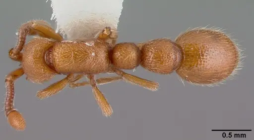 Syscia honduriana specimen CASENT0010789 image casent0010789_1