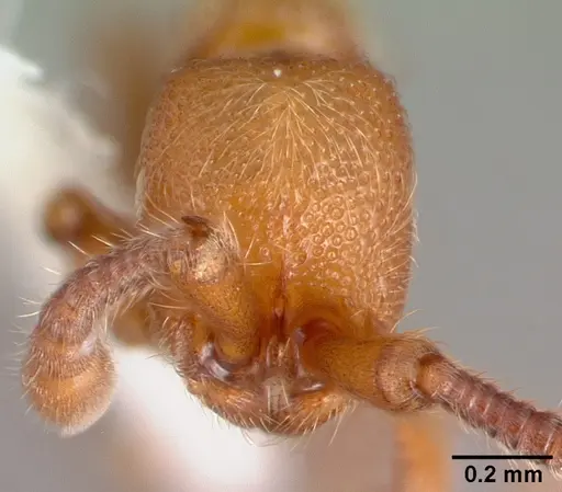 Syscia honduriana specimen CASENT0010789 image casent0010789_2