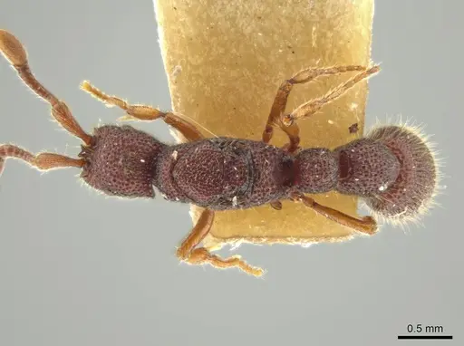 Syscia honduriana specimen USNMENT00921971 image usnment00921971_1