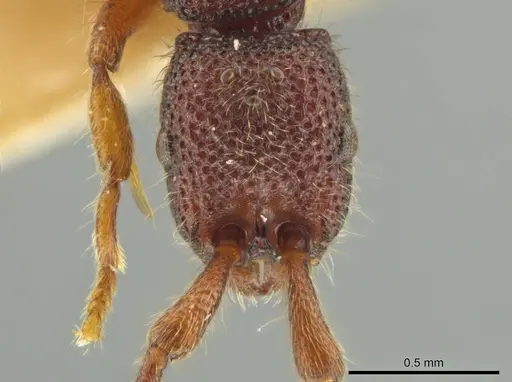 Syscia honduriana specimen USNMENT00921971 image usnment00921971_2