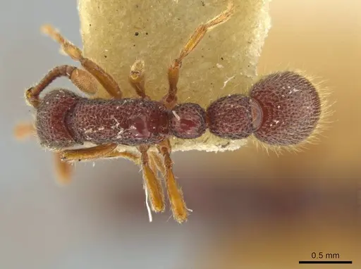 Syscia honduriana specimen USNMENT01126300 image usnment01126300_1