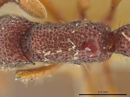 Syscia honduriana specimen USNMENT01126300 image usnment01126300_2
