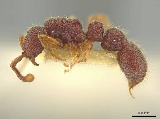 Syscia honduriana specimen USNMENT01126300 image usnment01126300_4