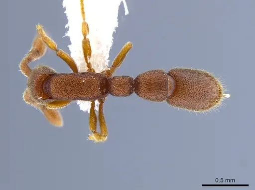 Syscia humicola specimen CASENT0651061 image casent0651061_1
