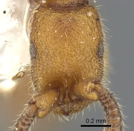 Syscia humicola specimen CASENT0902723 image casent0902723_2