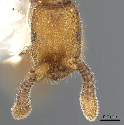 Syscia humicola specimen CASENT0902723 image casent0902723_3