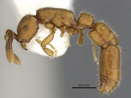 Syscia humicola specimen CASENT0902723 image casent0902723_4