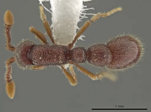 Syscia jennierussae specimen CASENT0609668 image casent0609668_1