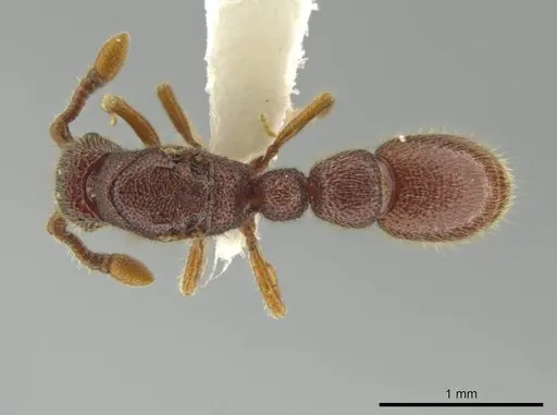 Syscia jennierussae specimen CASENT0644019 image casent0644019_1