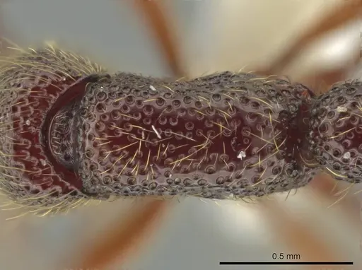 Syscia lacandona specimen CASENT0609917 image casent0609917_1