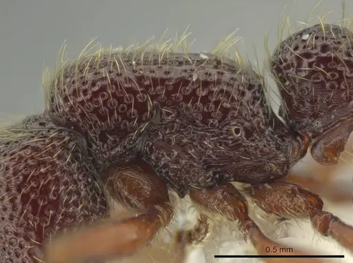 Syscia lacandona specimen CASENT0609917 image casent0609917_2