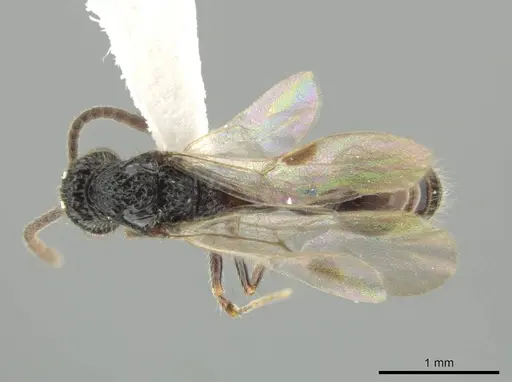 Syscia lacandona specimen CASENT0630837 image casent0630837_1