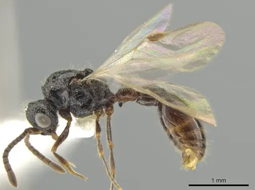 Syscia lacandona specimen CASENT0630837 image casent0630837_3